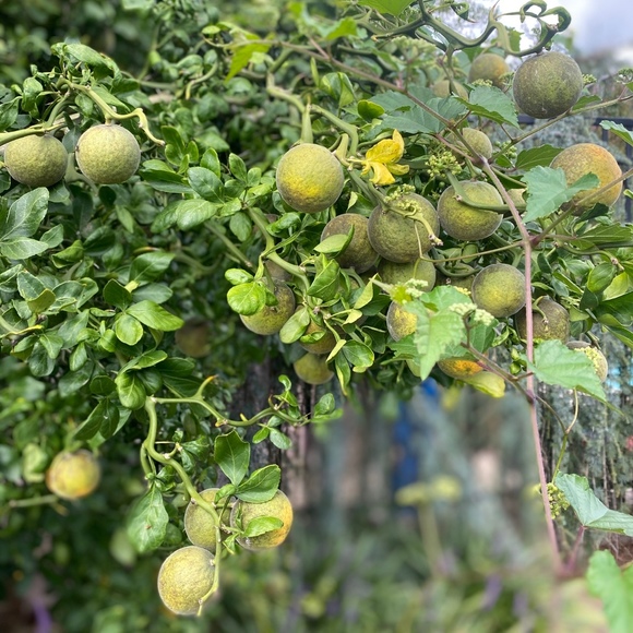 Meet your Posher, Aiso - Picture 1 of 1